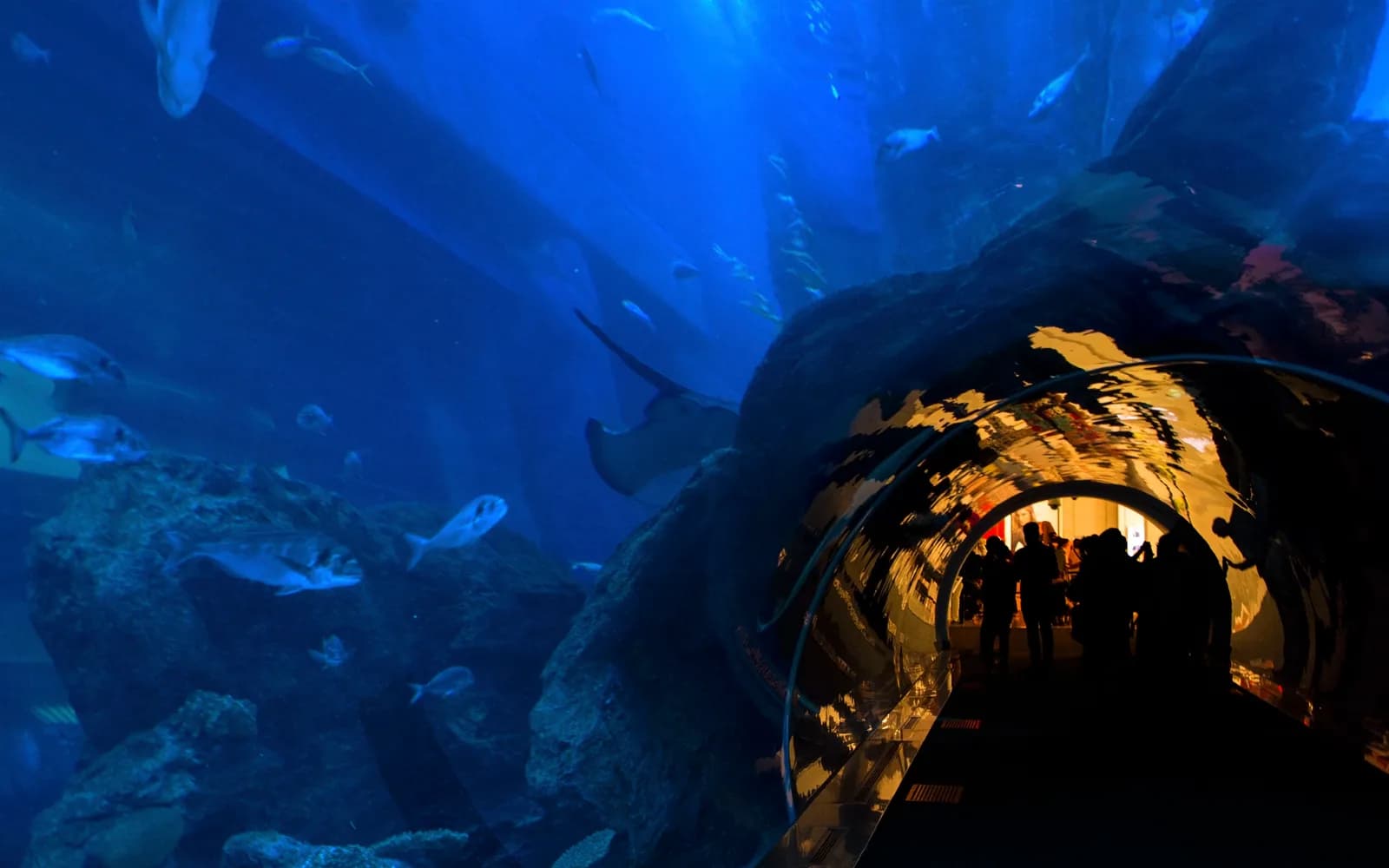 Dubai Aquarium'un akrilik su altı tünelinde yüzen vatozlar ve balıklar